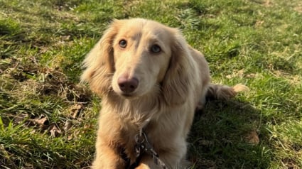 Illustration : Une piqûre de guêpe a failli coûter la vie à un Teckel de 6 mois, sa maîtresse alerte les autres propriétaires de chiens