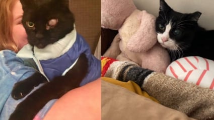 Illustration : 4 ans après le décès du chat de son enfance, elle le "revoit" à travers un félin errant surgi de nulle part (vidéo)