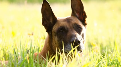 Illustration : Sauvé d’une cave où il agonisait, ce Malinois amputé renaît en Suisse pendant que son bourreau est jugé