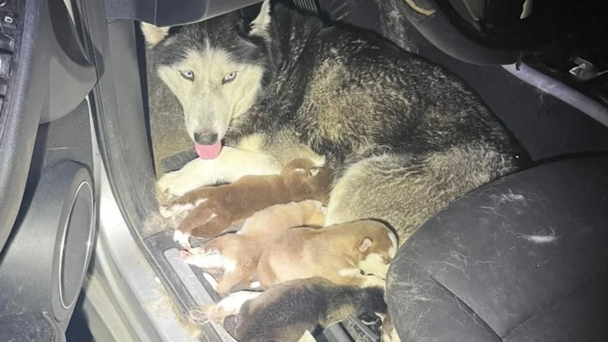 Illustration : "Une association met fin à la détresse d'un couple de chiens et leurs 7 petits enfermés dans une voiture épave"
