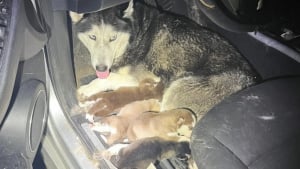 Illustration : "Une association met fin à la détresse d'un couple de chiens et leurs 7 petits enfermés dans une voiture épave"