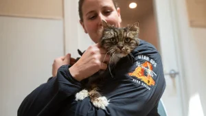 Illustration : "Une chatte découverte près des corps de ses propriétaires victimes d'une chute de 120 mètres renoue avec l'amour auprès de sa sauveuse (vidéo)"