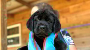 Illustration : "Cette petite femelle Labrador découvre l’eau pour la première fois et sa joie est adorable (vidéo)"