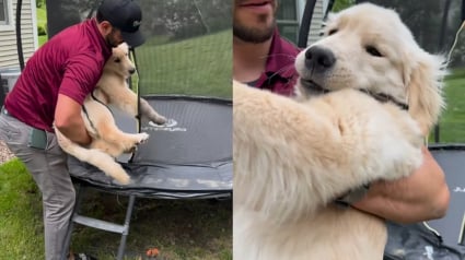 Illustration : Le moment drôle et touchant où un chiot Golden Retriever refuse de quitter son nouveau terrain de jeu préféré qu'est le trampoline (vidéo)