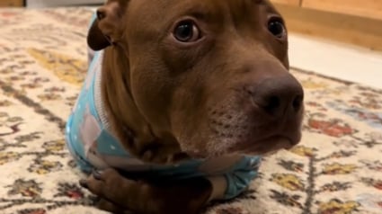 Illustration : Ce chien a grandi entouré de chats et cela se remarque au premier coup d'oeil (vidéo)