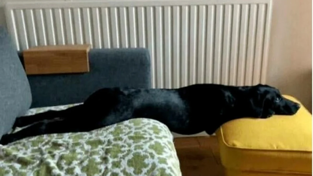 Illustration : "18 photos de chiens pour vous faire commencer la journée du bon pied"