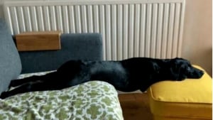 Illustration : "18 photos de chiens pour vous faire commencer la journée du bon pied"