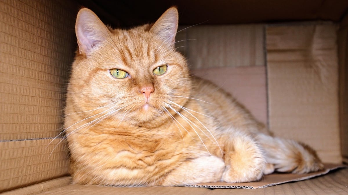 Illustration : "8 explications permettant de comprendre l’amour des chats pour les boîtes en carton"