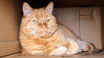 Illustration : 8 explications permettant de comprendre l’amour des chats pour les boîtes en carton