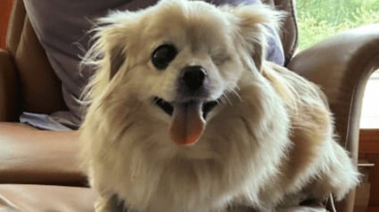 Illustration : Des nouvelles réjouissantes de Gracie, l’adorable Spitz Allemand opérée d’une blessure grave à l’œil suite à une violente bagarre 