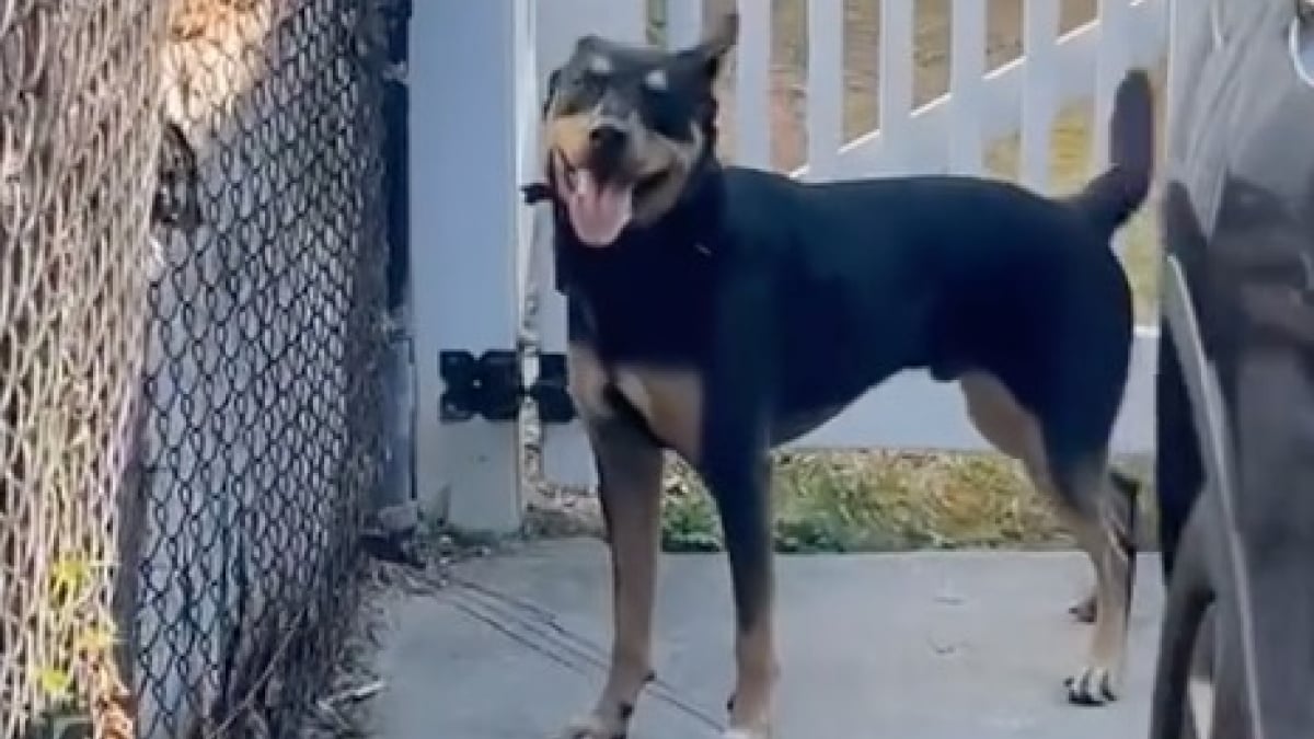 Illustration : "Cet homme sait qu’il a déménagé au bon endroit lorsqu’il rencontre le chien de son voisin qui est quasiment le sosie du sien (vidéo)"