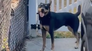 Illustration : "Cet homme sait qu’il a déménagé au bon endroit lorsqu’il rencontre le chien de son voisin qui est quasiment le sosie du sien (vidéo)"
