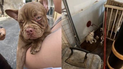 Illustration : 15 chiens et 5 chats détenus par un couple dans une maison totalement insalubre ont été sauvés par une association