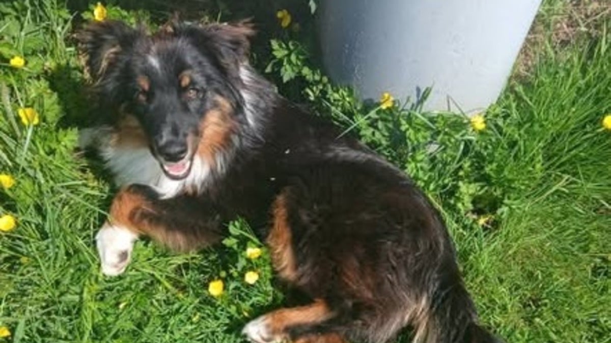 Illustration : "Effrayé par une chienne pourtant douce, un chiot disparaît deux jours avant de rentrer grâce à une astuce émouvante"