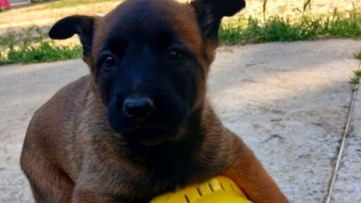 Illustration : "Ce chiot dont le nom a été choisi par le public est promis à une carrière héroïque chez les pompiers"