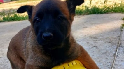 Illustration : Ce chiot dont le nom a été choisi par le public est promis à une carrière héroïque chez les pompiers