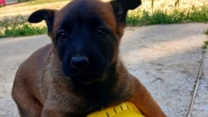 Illustration : Ce chiot dont le nom a été choisi par le public est promis à une carrière héroïque chez les pompiers