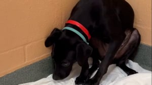 Illustration : "Une famille fait 3 heures de route pour changer la vie de la chienne la plus effrayée d’un refuge (vidéo)"