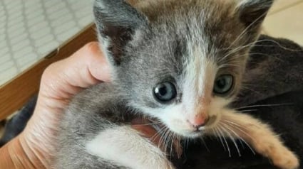 Illustration : Coincé sous la route dans un conduit pluvial, un chaton miaule de détresse jusqu’à ce que deux agents de l’eau le sauvent in extremis