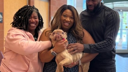 Illustration : Un passant recueille un Bouledogue Français perdu, au refuge on découvre qu’il manquait à sa famille depuis 2 ans
