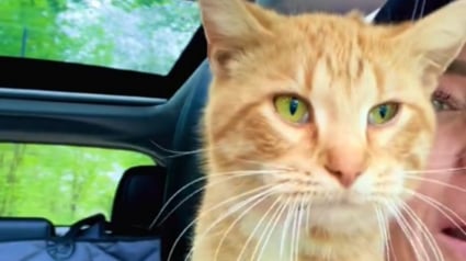 Illustration : Partie photographier les oiseaux, une femme tombe sur un chat blessé qui la choisit sans hésiter (vidéo)