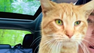 Illustration : "Partie photographier les oiseaux, une femme tombe sur un chat blessé qui la choisit sans hésiter (vidéo)"