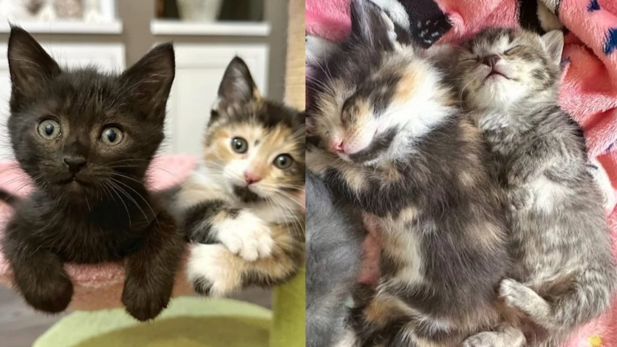 Illustration : "Après avoir entendu des bruits suspects près de sa tondeuse à gazon, une femme découvre 8 chatons affamés se débrouillant tant bien que mal sans leur maman"