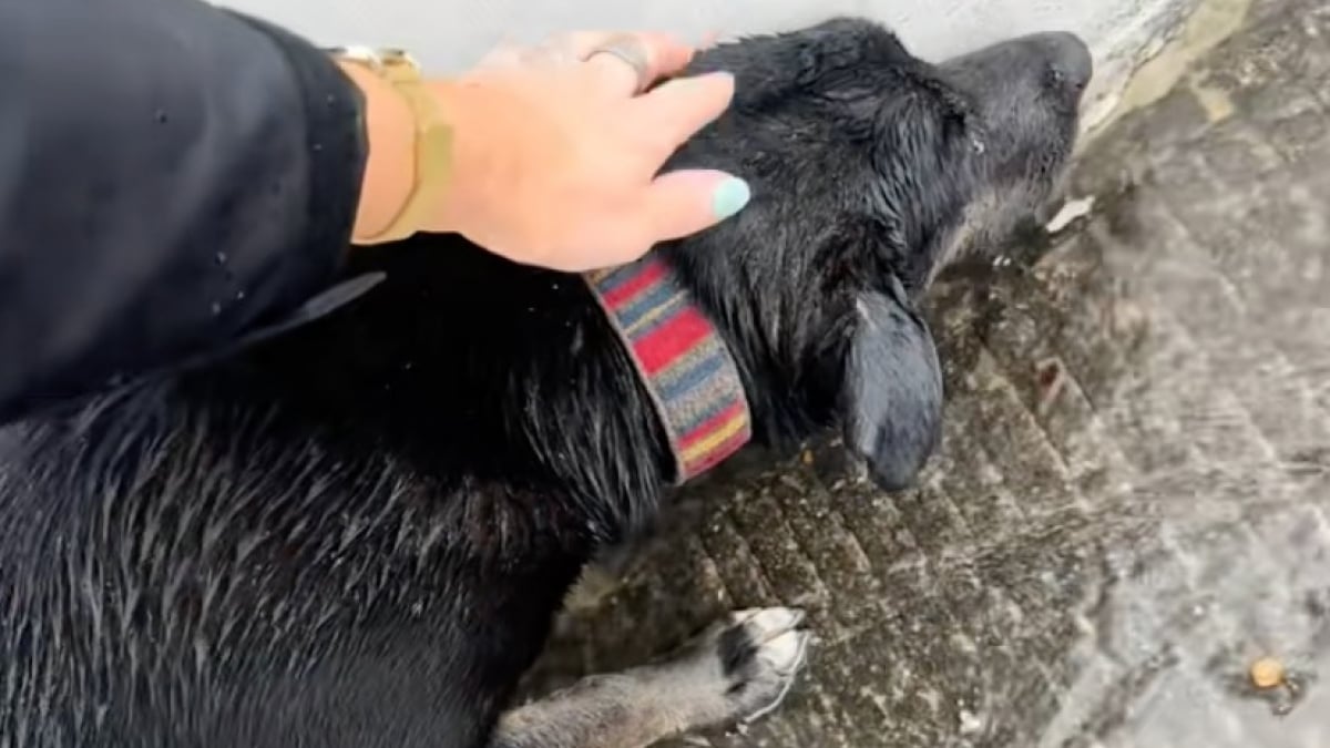 Illustration : "La colère se mêle à l’émotion pour cette propriétaire qui revient sur l’histoire de sa chienne, trouvée au bord d’une autoroute un jour de pluie (vidéo)"