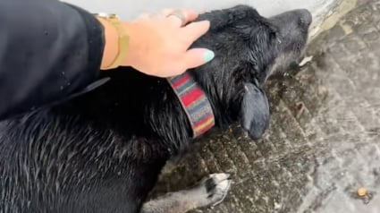 Illustration : La colère se mêle à l’émotion pour cette propriétaire qui revient sur l’histoire de sa chienne, trouvée au bord d’une autoroute un jour de pluie (vidéo)