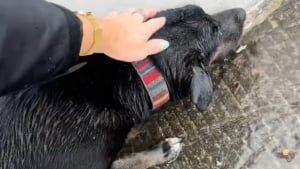 Illustration : "La colère se mêle à l’émotion pour cette propriétaire qui revient sur l’histoire de sa chienne, trouvée au bord d’une autoroute un jour de pluie (vidéo)"