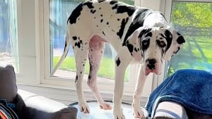 Illustration : "Un magasin de meubles met en avant la vidéo hilarante d’un Dogue Allemand agissant comme une chèvre en montant sur une table basse "