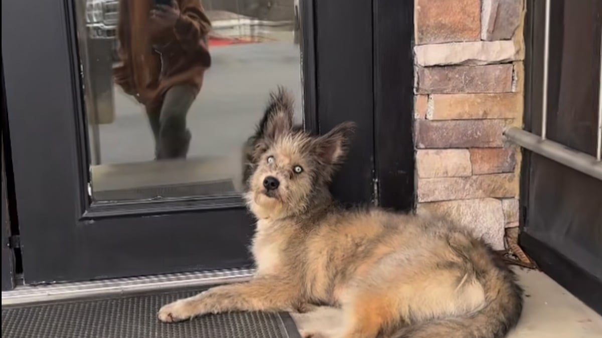 Illustration : "Un chien quasiment aveugle attend devant un restaurant qu'une personne daigne le remarquer et le sauver"