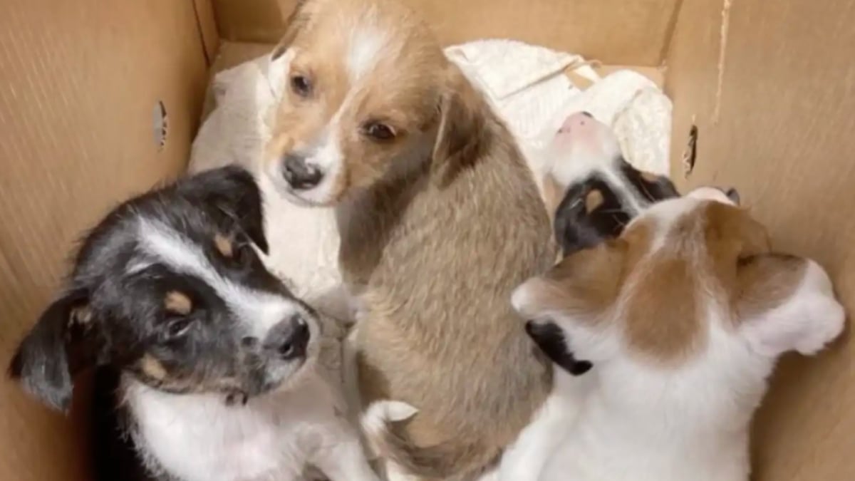 Illustration : "En jetant des déchets sur leur chantier, des ouvriers découvrent un carton qui respire et changent le destin de six chiots abandonnés"