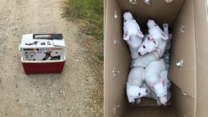 Illustration : Abandonnés aux portes d’un refuge, ces chiots tous malvoyants ou malentendants peuvent désormais rêver à un avenir meilleur