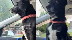 Illustration : "Heureuse d’être de retour chez elle, cette adorable petite chienne ne peut pas s’empêcher de laisser exploser sa joie (vidéo)"