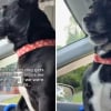 Illustration : Heureuse d’être de retour chez elle, cette adorable petite chienne ne peut pas s’empêcher de laisser exploser sa joie (vidéo)