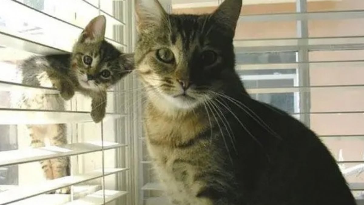 Illustration : "12 photos qui prouvent que les chiens ne font pas des chats"