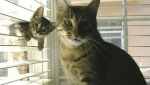 Illustration : 12 photos qui prouvent que les chiens ne font pas des chats