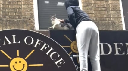 Illustration : Appelés au secours d’un chat en détresse, des bénévoles découvrent qu’ils sont en fait plus de 30 à avoir besoin d’aide (vidéo)