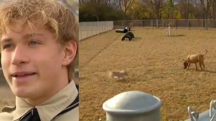 Illustration : Lassés de voir les chiens de sa ville privés de liberté, un jeune scout de 17 ans construit seul un parc pour les aider à s'épanouir