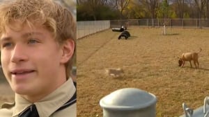Illustration : "Lassés de voir les chiens de sa ville privés de liberté, un jeune scout de 17 ans construit seul un parc pour les aider à s'épanouir"