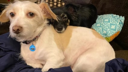 Illustration : En tant que doyenne de sa grande famille, cette adorable chienne prend son rôle “d’ambassadrice” très à coeur (vidéo)