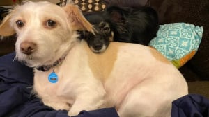 Illustration : "En tant que doyenne de sa grande famille, cette adorable chienne prend son rôle “d’ambassadrice” très à coeur (vidéo)"