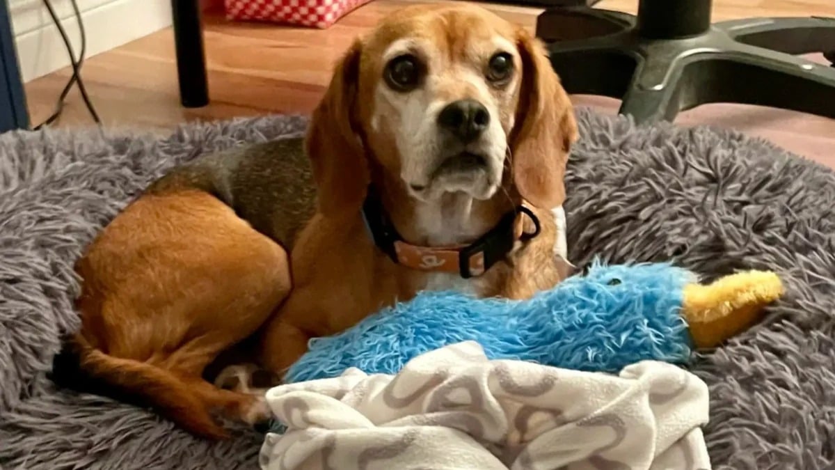 Illustration : "Après avoir servi de cobaye pendant 5 ans, cet adorable Beagle trouve enfin sa famille pour la vie et découvre le bonheur d’avoir des jouets (vidéo)"