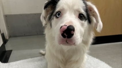 Illustration : Après avoir mangé en cachette, ce chien est emmené en urgence chez un vétérinaire qui découvre une brochette de 20 centimètres logée dans son estomac