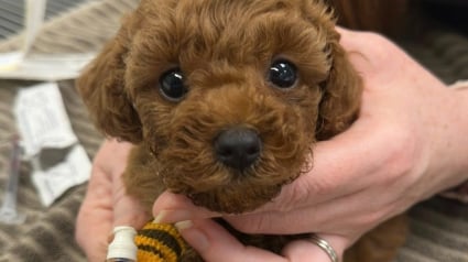 Illustration : Abandonné à cause de sa malformation, un chiot qui n'avait aucune chance de survie a été opéré de justesse après une grande mobilisation