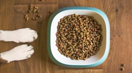 Illustration : Face à 50 millions d’emballages jetés, la start-up française Animo Impact transforme les déchets de croquettes en objets utiles pour les animaux