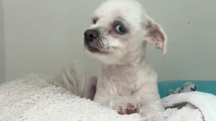 Illustration : Grâce à l'amour d'une bénévole, ce chien autrefois très craintif a trouvé le courage de s'approcher des humains et apprécie les câlins (vidéo)