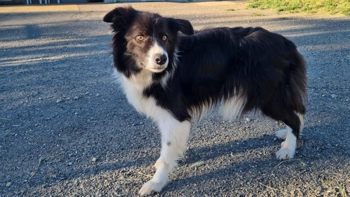 Illustration : "Abandonné à plusieurs reprises, affamé et attaché sur un balcon sale, un Border Collie est secouru par une association qui lui cherche un foyer aimant"