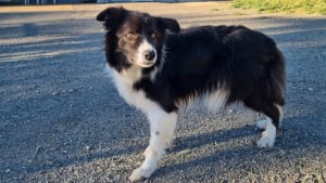 Illustration : Abandonné à plusieurs reprises, affamé et attaché sur un balcon sale, un Border Collie est secouru par une association qui lui cherche un foyer aimant